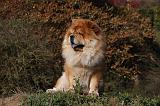 CHOW CHOW 433